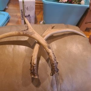 Faux whitetail deer antlers